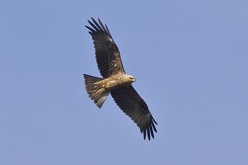 Black Kite - Milvus migrans - Zwarte Wouw