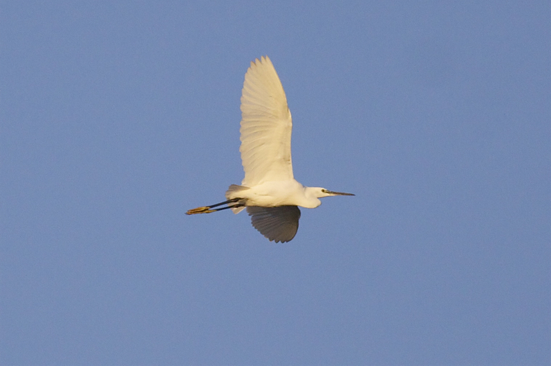 Little Egret - Egretta garzetta - Kleine Zilverreiger