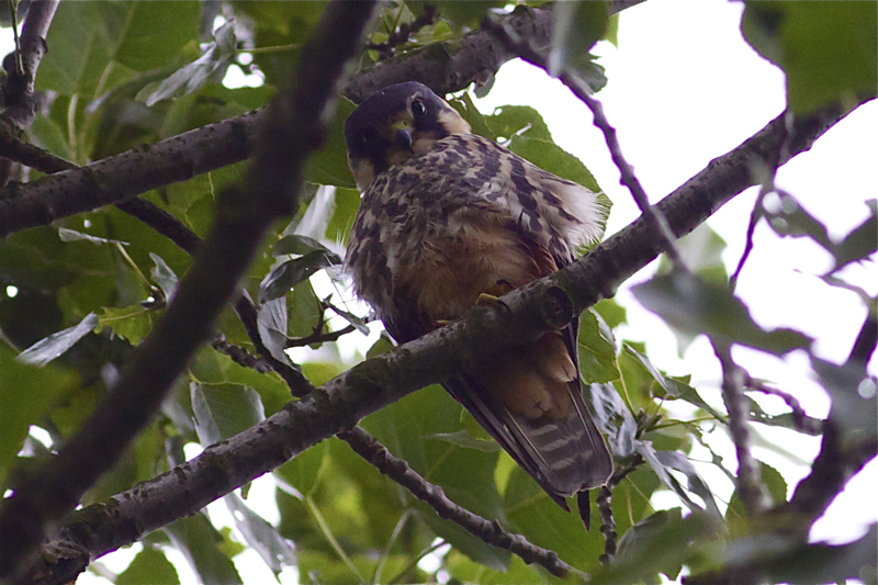 European Hobby - Falco subbuteo - Boomvalk