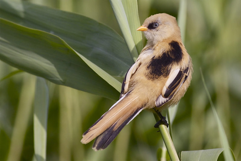 Bearded Reedling - Panurus biarmicus - Baardmannetje