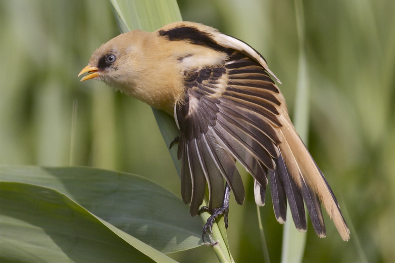 Bearded Reedling - Panurus biarmicus - Baardmannetje