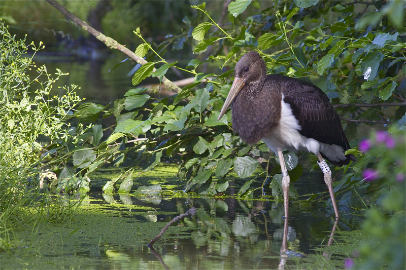 Black Stork - Ciconia nigra - Zwarte Ooievaar