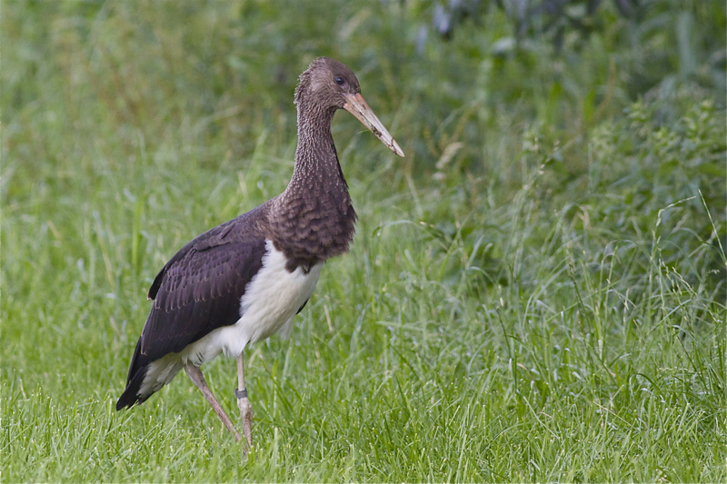 Black Stork - Ciconia nigra - Zwarte Ooievaar