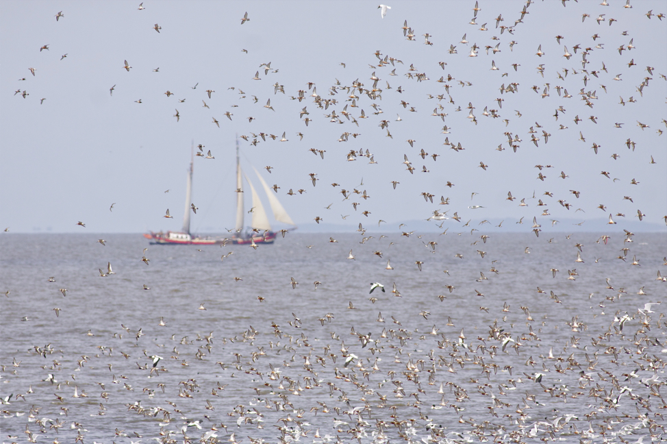 Curlew Sandpipers - Calidris ferruginea - Krombekstrandlopers