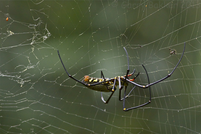 Golden Orb Spider - Nephila pilipes