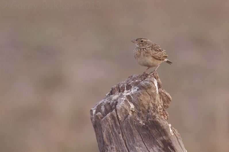 Australasian Bushlark - Mirafra javanica williamsoni