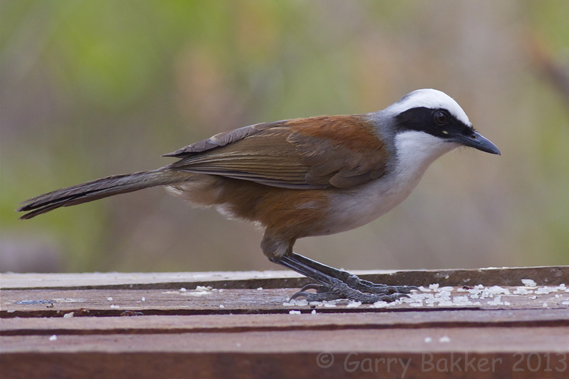 White-crested Laughingtrush - Garrulax leucolophus diardi