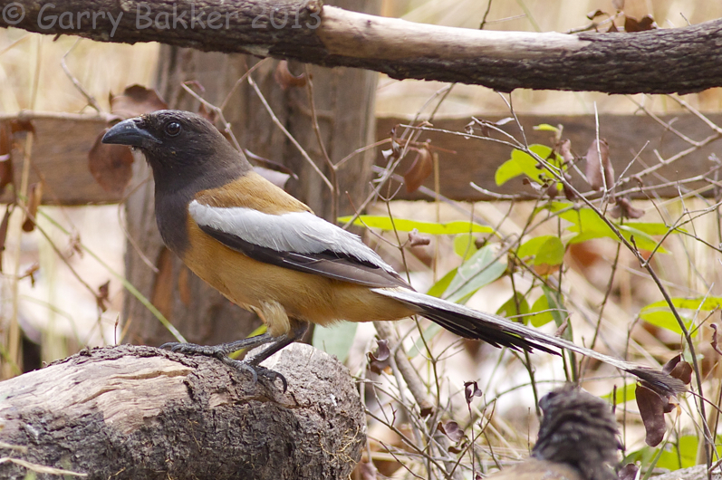 Rufous Treepie - Dendrocitta vagabunda sakeratensis