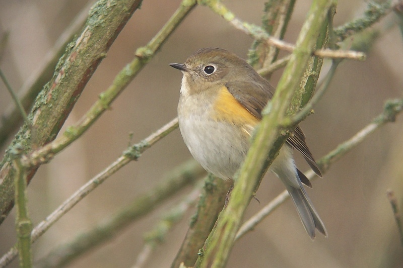 Red-flanked Bluetail - Tarsiger cyaneus
