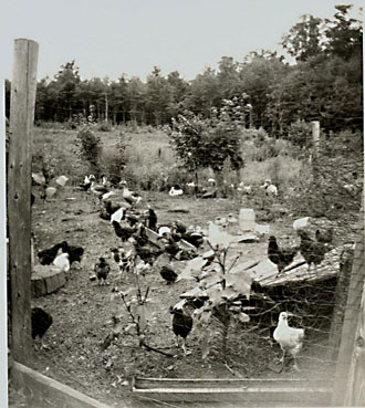 Ranch Chickens 1951 (Scanned from old photo)