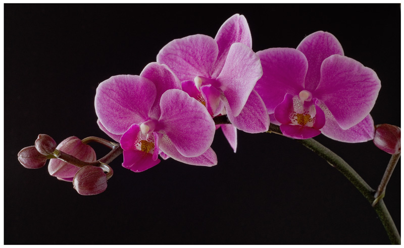 Orchid.jpg