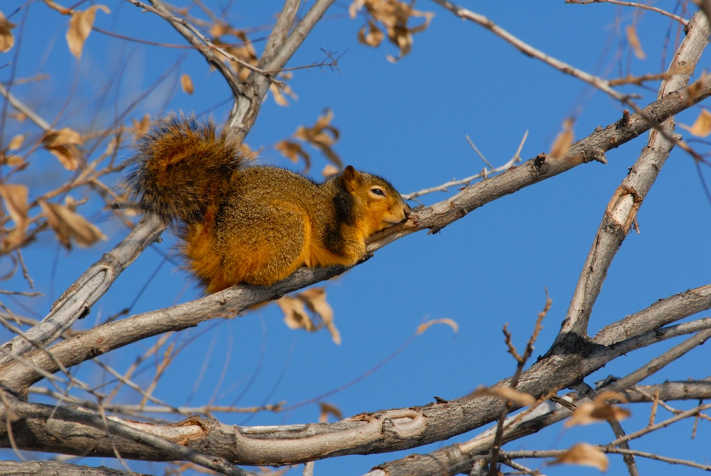 A squirrel enjoys the sunny day.