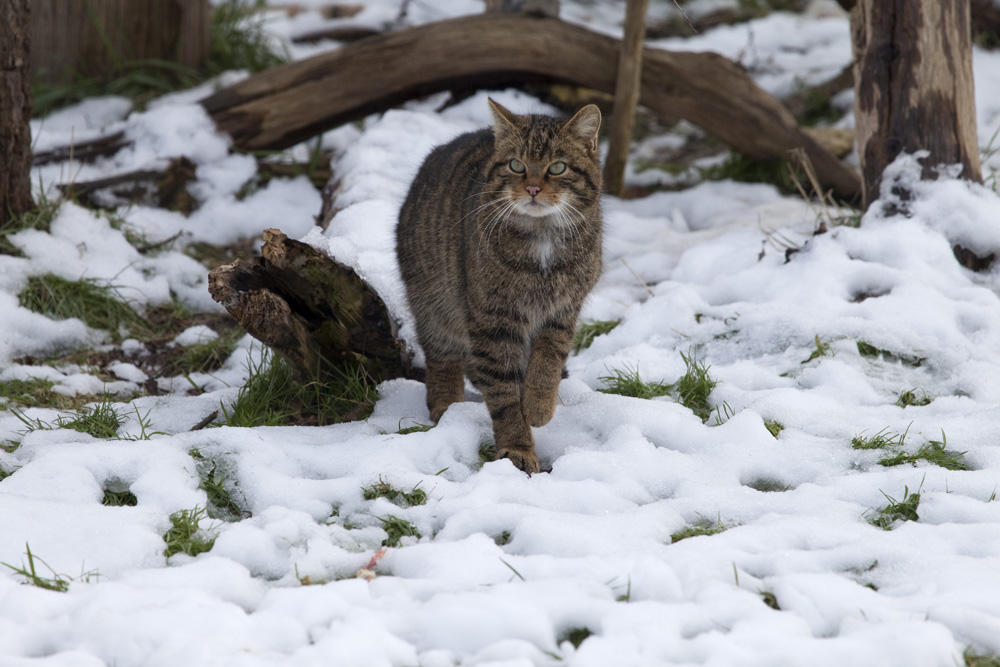 Scottish Wild Cat