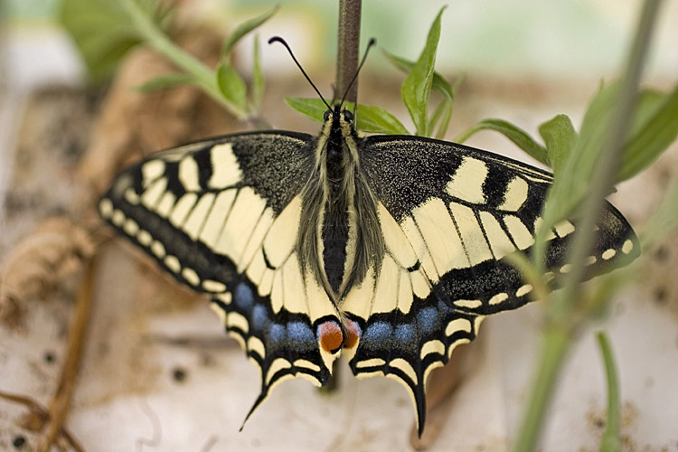 Papilio machaon - CRW_5120-PB.jpg