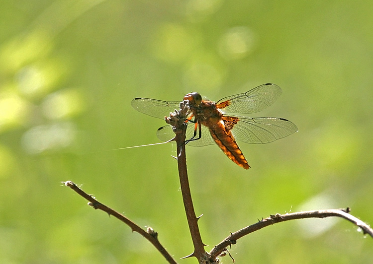 IMG_5437-PB.jpg