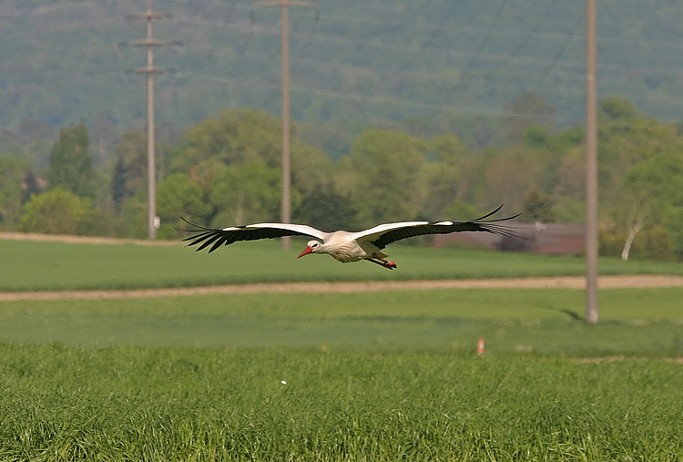 IMG_5536-PB.jpg