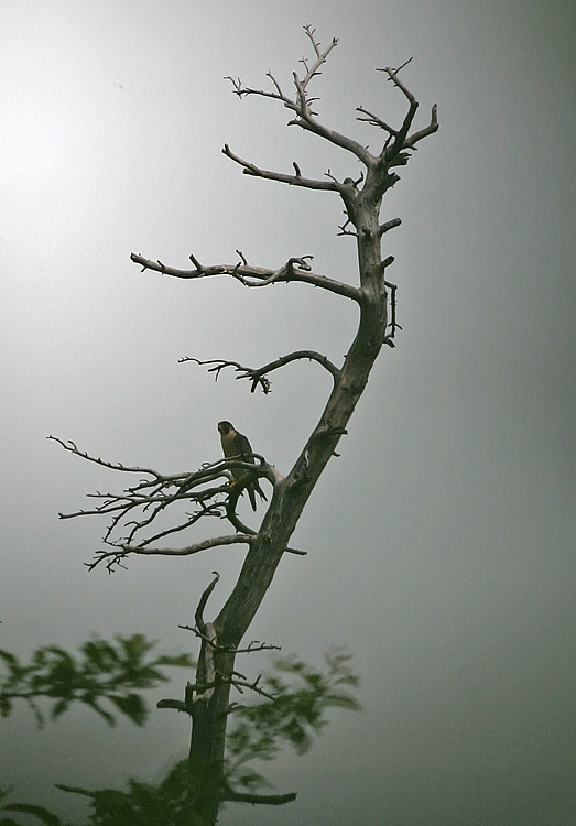 IMG_6692-PB.jpg