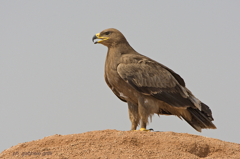 Steppe Eagle (Aquila nipalensis)