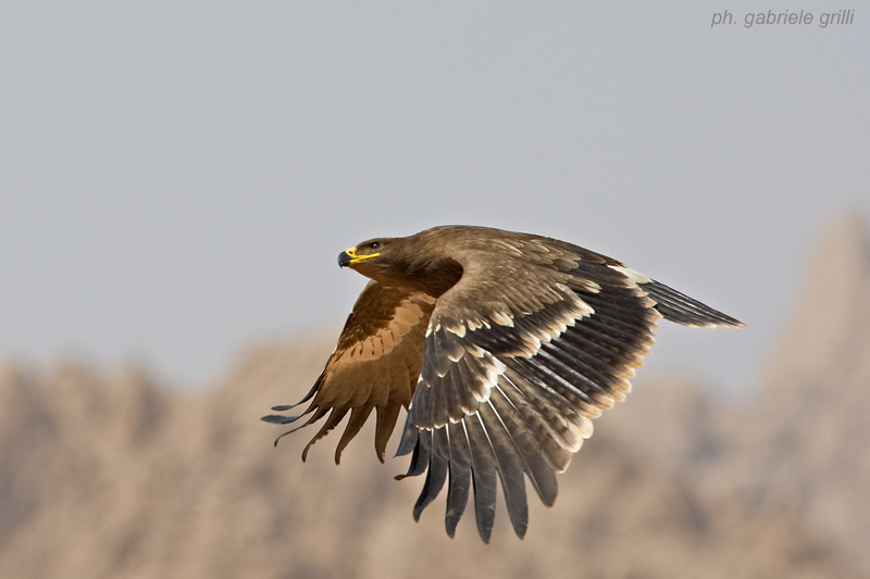 Steppe Eagle (Aquila nipalensis)