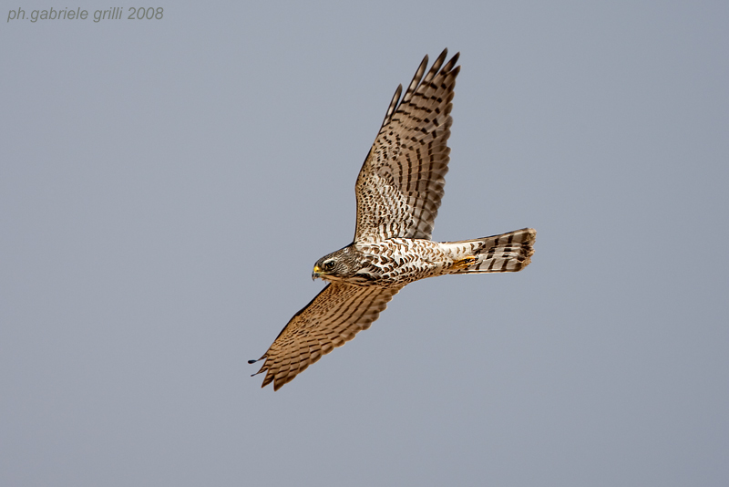 Levant Sparrowhawk (Accipiter brevipes)