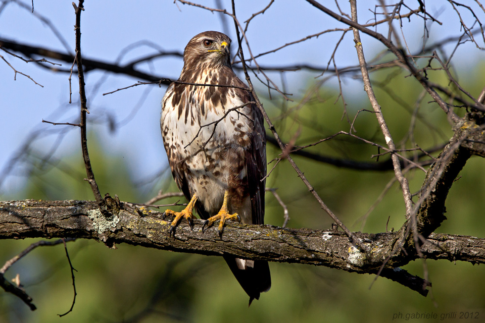 Common Buzzard (Buteo buteo)