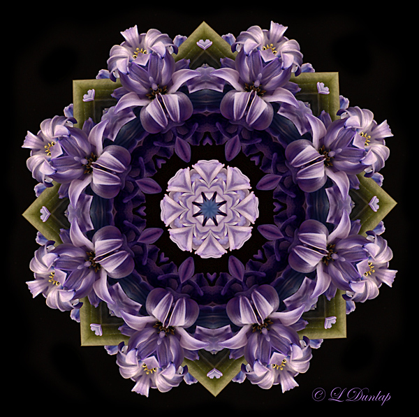 50 Hyacinth Kaleidoscope 4.2