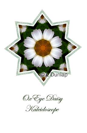 36 - Oxeye Daisy Kaleidoscope Card