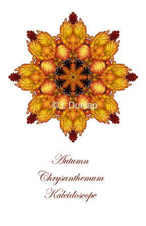 43 - Autumn Chrysanthemum Kaleidoscope Card
