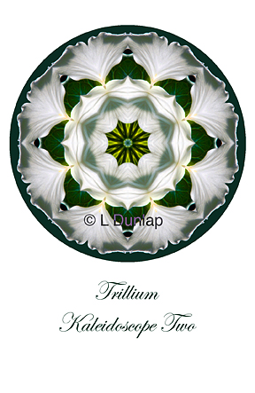 48 - Trillium Kaleidoscope Card