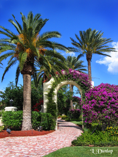  Florida:  Walkway With Bougainvillea