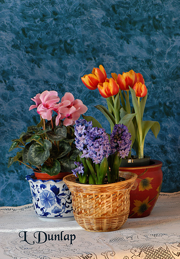 Three Spring Bulbs