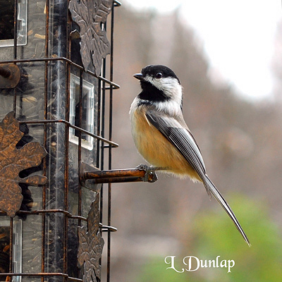 Chickadee At The Feeder