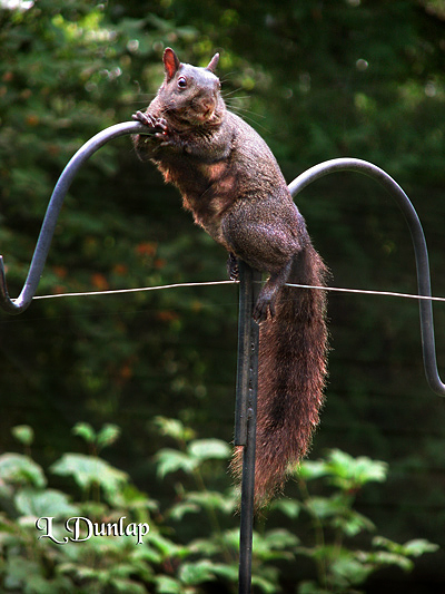 Pole Climbing Squirrel