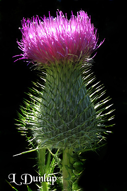 Thistle