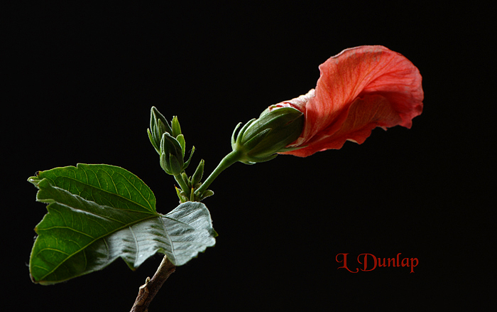 Folded Hibiscus Flower