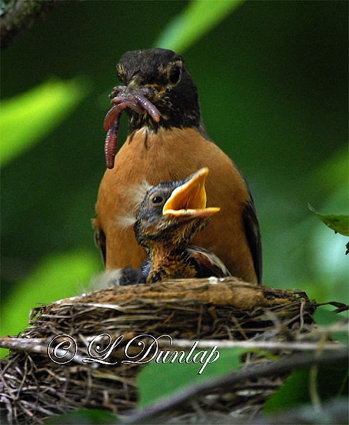 Baby Robins 5th Day 3