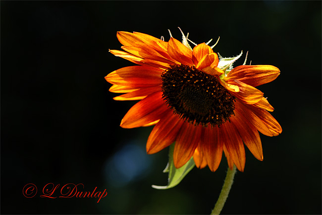 Backlit Sunflower