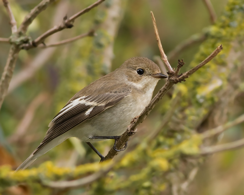 Bonte Vliegenvanger / Pied Flycatcher