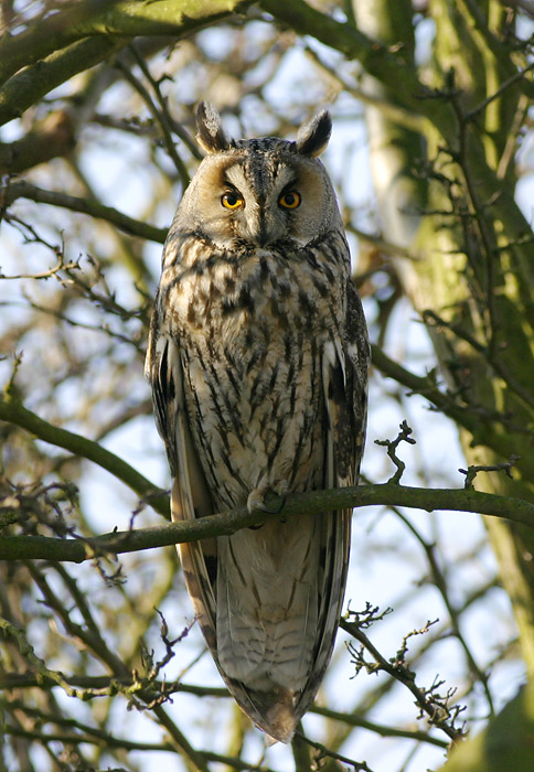 Ransuil / Long-eared Owl