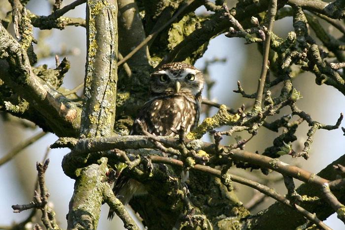 Steenuil / Little Owl