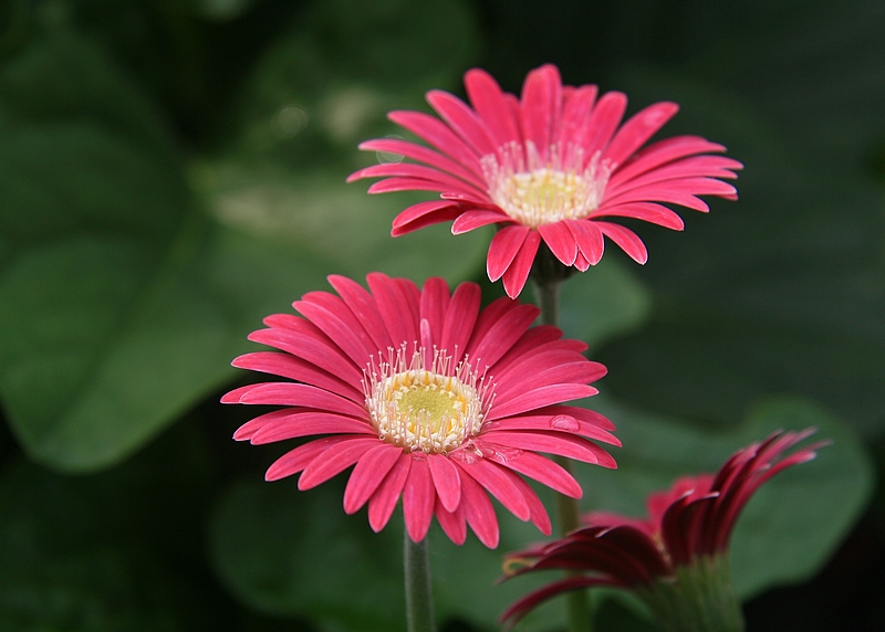 Pink flower at kings