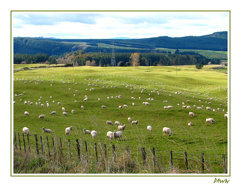 More sheep than people.