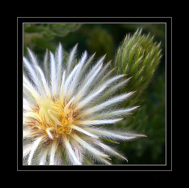 Feather Flower.