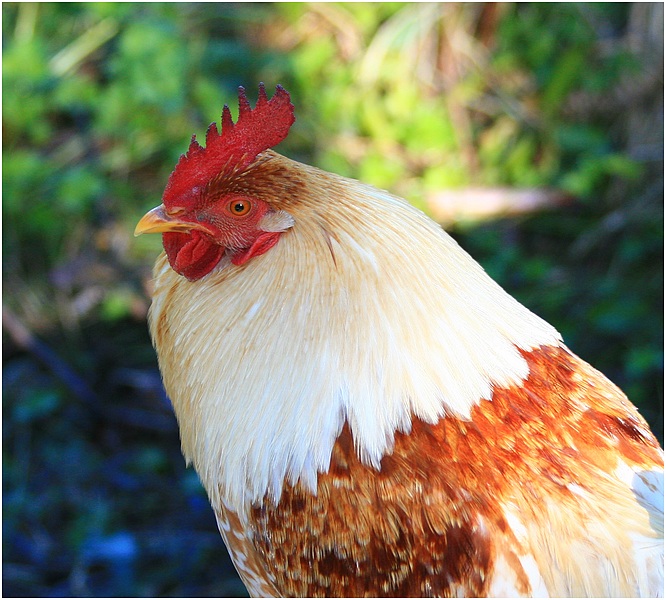 Portrait of a Chook. Albany