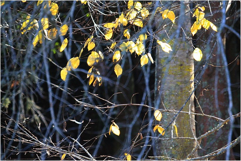 Winter leaves.Albany