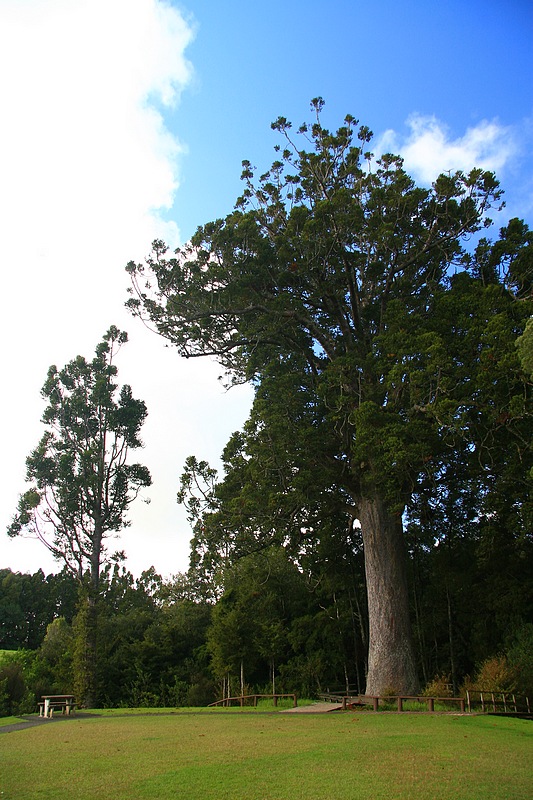 800 year old kauri.jpg