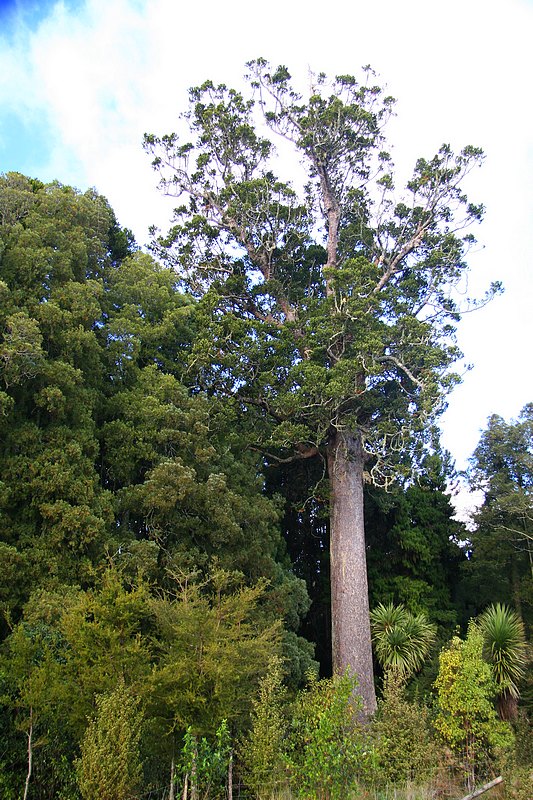large kauri tree.jpg