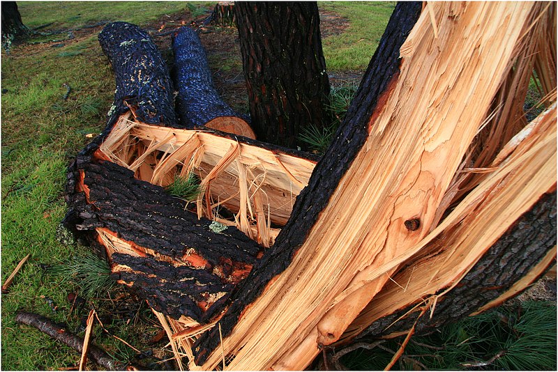 ripped to shreads. Park in Manly