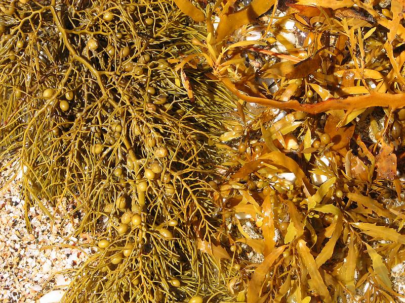Seaweed.