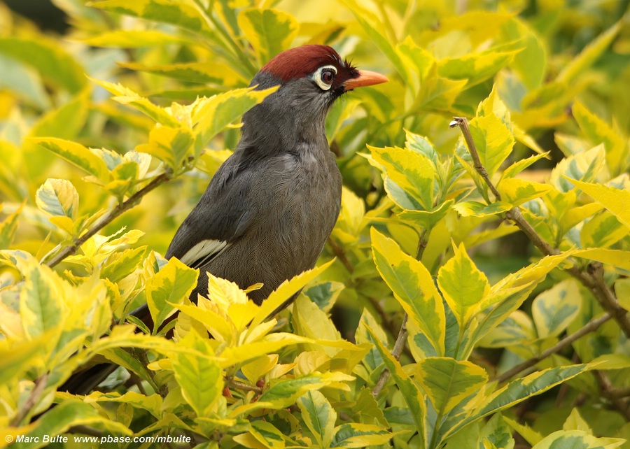 Chestnut-capped Laughingtrush